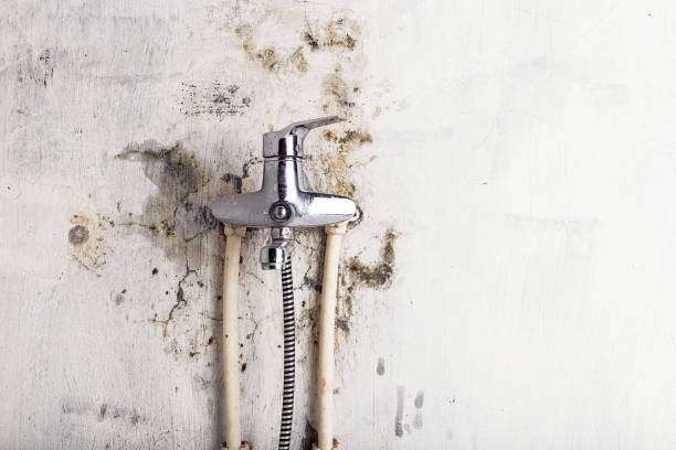 Best Office Mold Removal Services  in La Mirada, CA