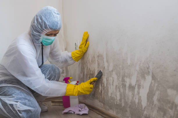 Crawl Space Mold Removal in La Mirada, CA