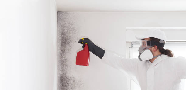 La Mirada, CA Mold Removal Company