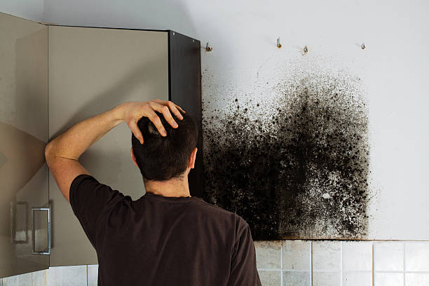 Best Mold Damage Repair  in La Mirada, CA